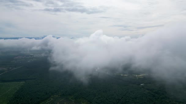 Vista Aérea Nube Blanca Mueven Sobre Plantación Palma Aceitera — Vídeos de Stock