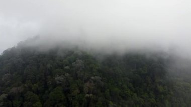 Hava sisli bulut ormanına yükseliyor