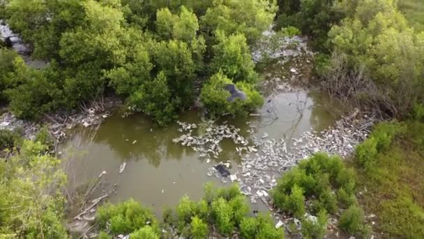 Plastový Odpad Uvězněn Venkovním Prostředí Poblíž Mangrovníku Znečištění Životního Prostředí — Stock video