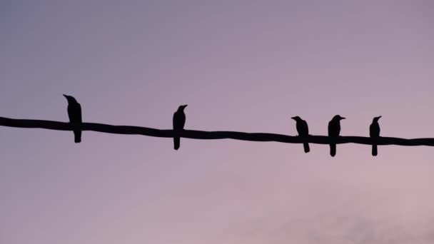 Group Crows Stand Electric Cable Background Twilight Hour — Vídeo de Stock