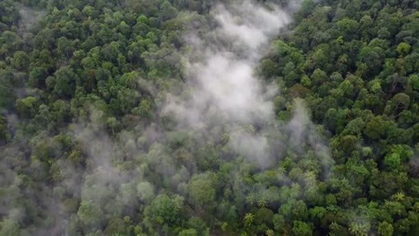 Flygfoto Titta Ner Vitt Moln Över Grön Skog Malaysia — Stockvideo