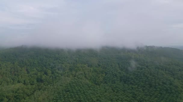 空中飞向云彩覆盖的棕榈油农场和热带雨林 — 图库视频影像