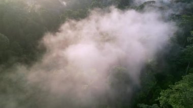 Aerial move over sunny bright cloud at green rainforest