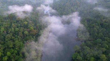 Yeşil yemyeşil yağmur ormanlarındaki sisli bulut örtüsü üzerinde uçan hava.