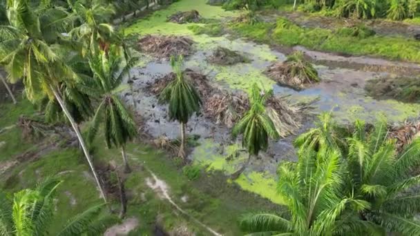 Aerial View Dead Oil Palm Tree Pile Due New Project — Stockvideo