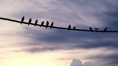Silhouette group of crows stand at electric cable in dramatic sky background