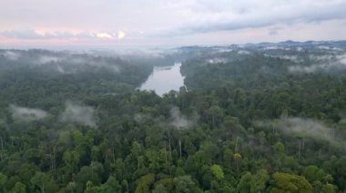 Drone shot fly over green rainforest Malaysia