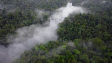 Aerial look down misty fog cloud in forest