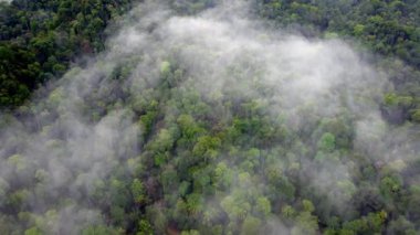 Drone view green tree forest in misty day