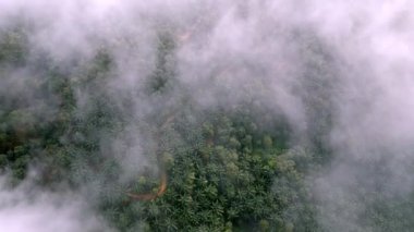 Aerial look down oil palm farm covered by morning low cloud