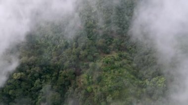 Aerial top down view over low cloud at plantation at hill