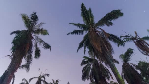 Timelapse Oil Palm Tree Midnight Star Misty Weather — kuvapankkivideo