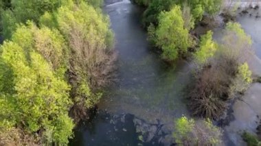 Aerial view algae and water pollution near the mangrove tree