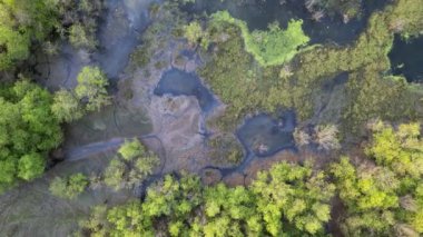 Aerial top down view lush green natural wetland marshes