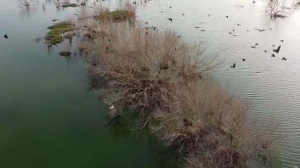 Grupo Corvos Voam Árvore Seca Perto Lagoa Zona Húmida Água — Vídeo de Stock