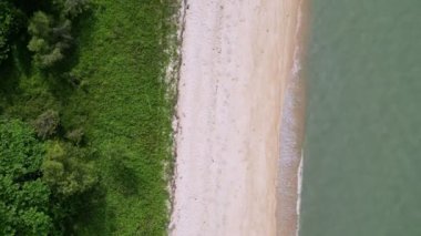 Aerial view green plant grow near the beach. Top down view