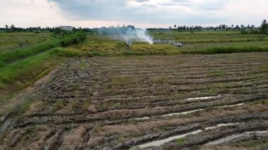 Fly toward open burn straw at paddy field after harvested