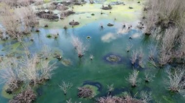 Aerial view green lush algae grow at pond with dry tree