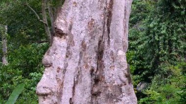 Lovely squirrel search food at large tree trunk in forest