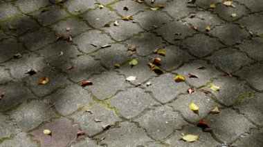 Slow move over the dry leaves fall at floor in sunshine