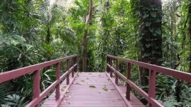 Slow move over the bridge at the jungle