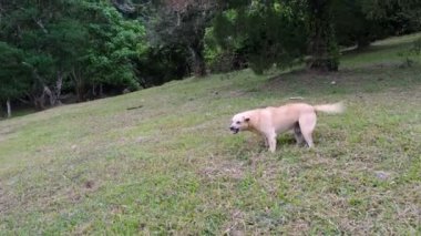 Slow move toward a fierce stray dog at botanical
