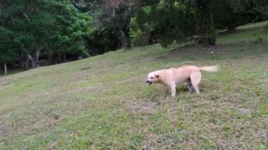 Botanik 'te vahşi bir sokak köpeğine doğru yavaş hareket et.