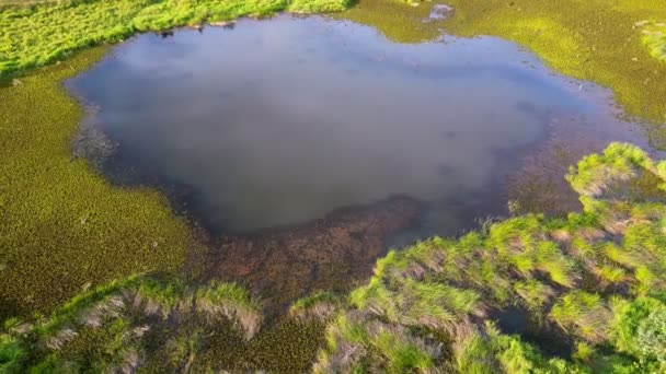 Luchtrotatie Uitzicht Vijver Buurt Van Wetland Met Groene Weelderige Plant — Stockvideo