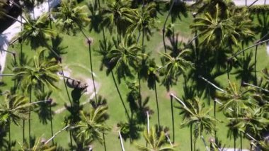 Aerial descending look down the shadow coconut tree in hot sunny day