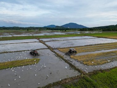 Seberang Perai, Penang, Malezya - 16 Ekim 2022: Çeltik tarlasında beyaz balıkçıl kuşlarıyla tarla süren iki traktör