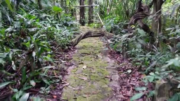 Powolny Ruch Nad Naturalną Ścieżką Dżungli — Wideo stockowe