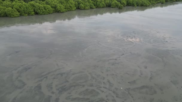 Flygfoto Flyga Mot Mangrove Träd Från Stranden Lågvatten — Stockvideo