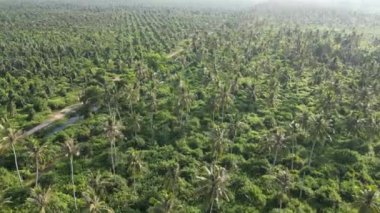 Hindistan cevizi ağaçlarının üzerinde kırsal bir tarla yolunun yanında uçan bir hava aracı.