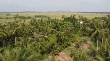 Kuala Muda kırsalındaki Hindistan cevizi ağaçlarının üzerinden havadan taşınma.