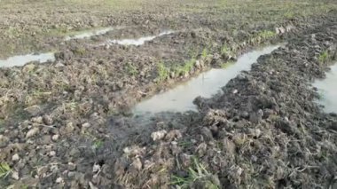 Çeltik tarlasının çamurlu toprağını yakından çek.