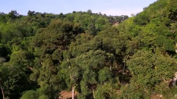 马来西亚的空中特写飞越榴莲树 — 图库视频影像