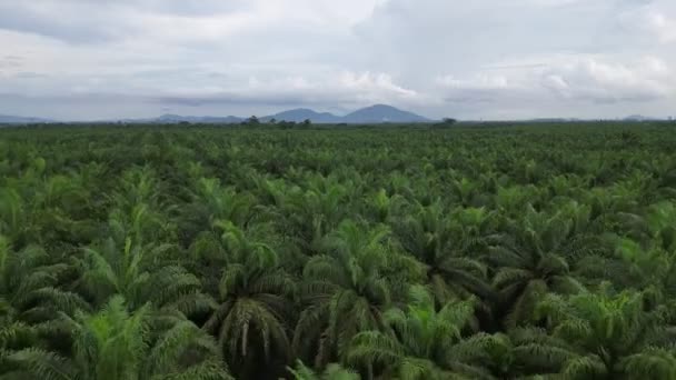 Przesuń Się Nad Farmą Palm Olejowych Tłem Wzgórza Bukit Mertajam — Wideo stockowe