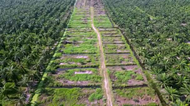 Yağ Palmiyesi Çiftliğinin Hava Manzaralı Yeniden Ekimi — Stok video