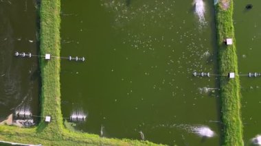 Havadan yükselen akbalıkçıl kuşları, balık, karides çiftliği yakınlarında yiyecek arar.