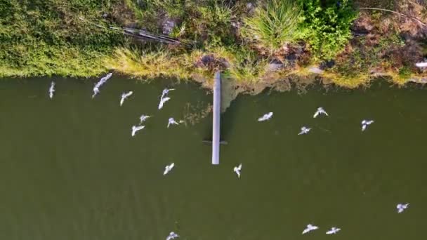 Białe Ptaki Szukające Pożywienia Pobliżu Stawu Rybnego Akwakultury Malezji — Wideo stockowe