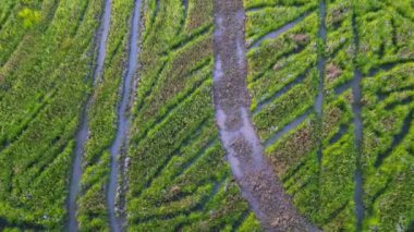 Malezya 'daki çeltik tarlasında hava tarlası kazıcı izleri var.