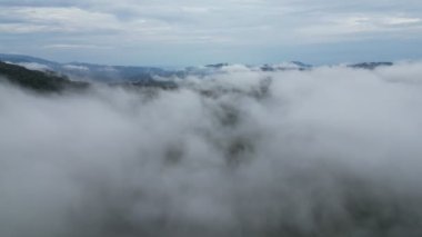 Dağlar sisle kaplı, yemyeşil yağmur ormanlarıyla çevrili. Cameron Highland