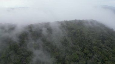 Sis bulutunun üzerinden uçarak Cameron Highlands yağmur ormanlarının tepesine doğru uçuyor.