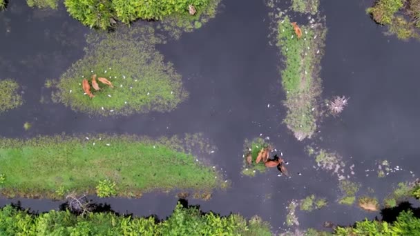 鸟瞰水淹湿地的空中景观 — 图库视频影像