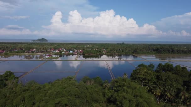 Deslizamiento Aéreo Sobre Los Árboles Campo Arroz Reflexión Kampung Terang — Vídeos de Stock