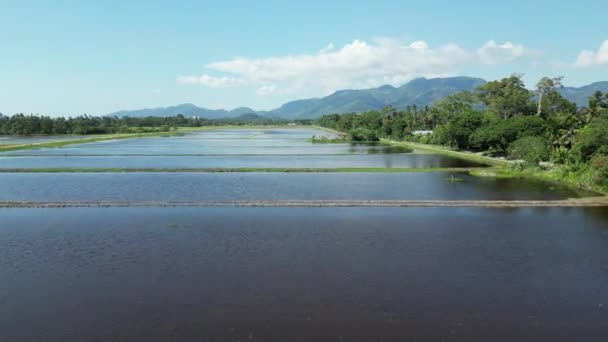 Vzdušný Pohyb Nad Vodní Nádrží Rýžového Pole — Stock video