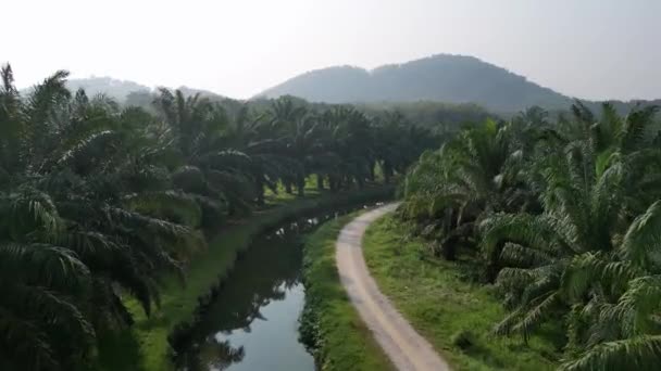 Drohnenschuss Bewegt Sich Über Kleine Straße Plantage Ölpalme Bei Penang — Stockvideo