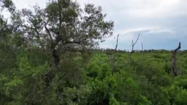 Malezya 'da havadan yükselen mangrov ağaçları