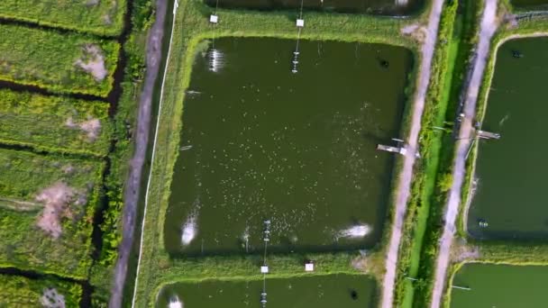 空を見下ろす白いサギの鳥が養殖魚の池の周りを飛ぶ — ストック動画