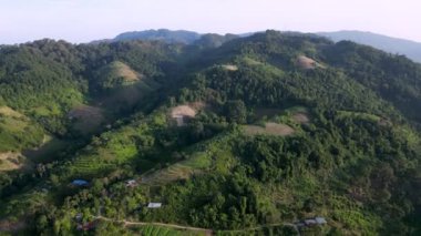 Penang, Malezya 'da güneşli bir günde hava manzaralı sebze çiftliği